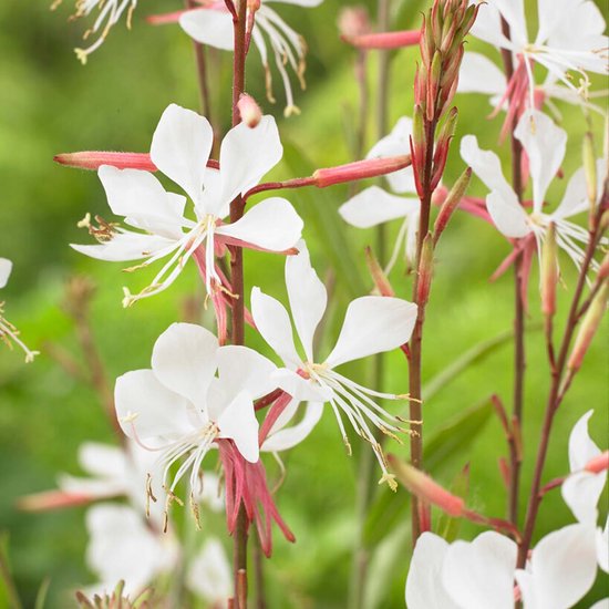 Close-up van witte Gaura Lindheimeri bloemen met lange, dunne meeldraden en roze stelen.