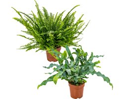 Bloomique - 2x Kamervaren - Nephrolepis Green Lady - Phlebodium Blue Star - Krulvaren - Blauwvaren - Kamerplanten - Luchtzuiverend - Diervriendelijk - Hoogte 20-30 cm - Pot 12 cm