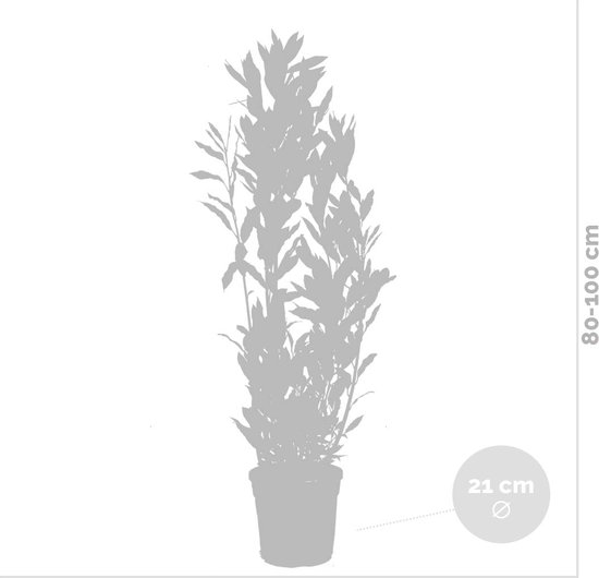 Grijze silhouette van een laurierplant in pot met afmetingen '80-100 cm' en '21 cm ø'.