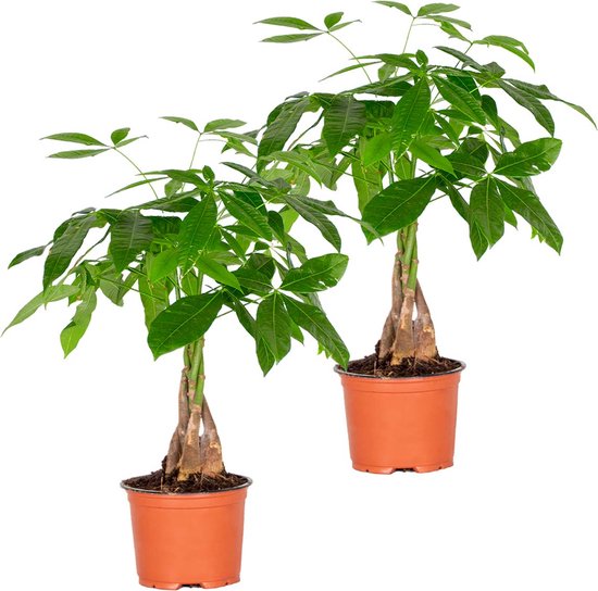 Bloomique - Set van 2 - Pachira Aquatica - Geldboom - Watercacao - Kamerplanten - Luchtzuiverend - Hoogte 25-35 cm - Pot 12 cm
