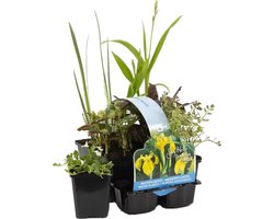 Bloomique - Set van 6 - Inheemse Vijverplanten - Vijverzone 1-2-3 - Waterplanten - Winterhard - Hoogte 15-25 cm - Pot 9 cm