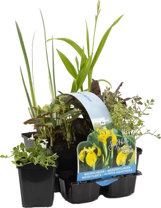 Drie potten met inheemse waterplanten en een klein potje met bloeiende plantjes. Inclusief een label met gele irissen.