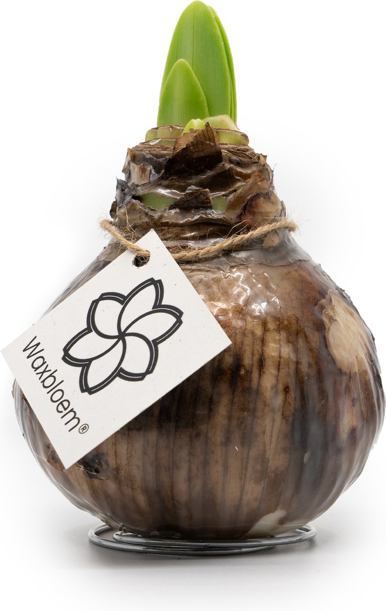 Waxbloem® | Wax Amaryllis | Naturel