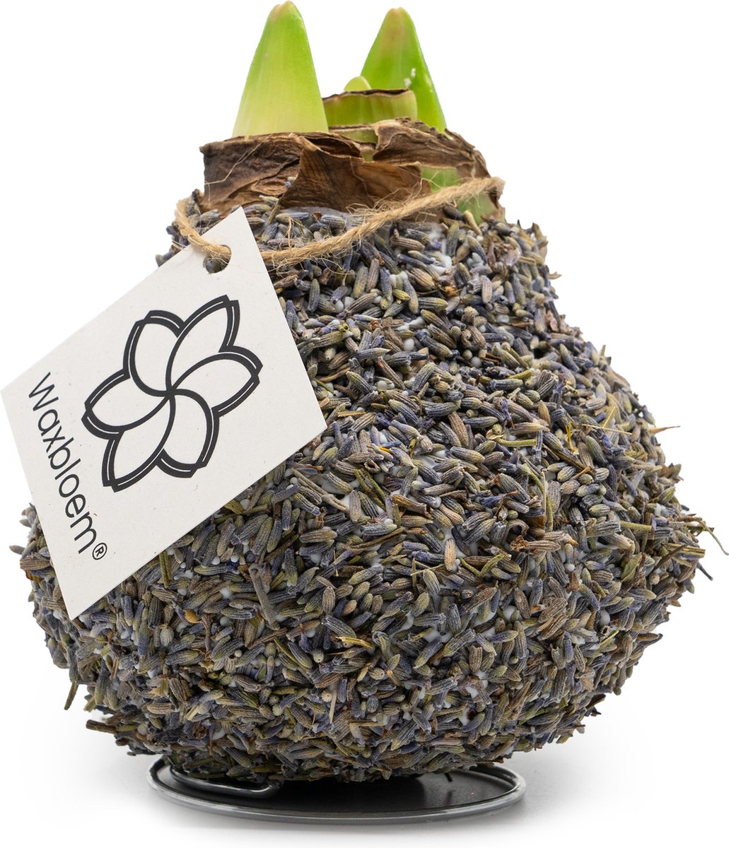Waxbloem® | Wax Amaryllis | Natuur | Lavendel