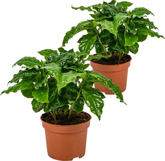 Foto: Koffieplant coffea arabica per 2 stuks kamerplant in kwekerspot 12 cm 25 cm