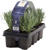 Bloomique - Set van 6 - Lavandula Angustifolia - Lavendel Plant - Tuinplanten - Winterhard - 15-20 cm Hoog - Kluit 7 cm