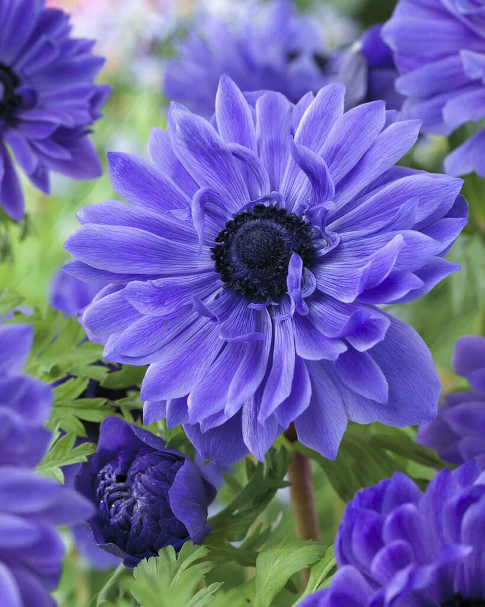 Anemone Lord Lieutenant | 15 stuks | Tuinanemoon