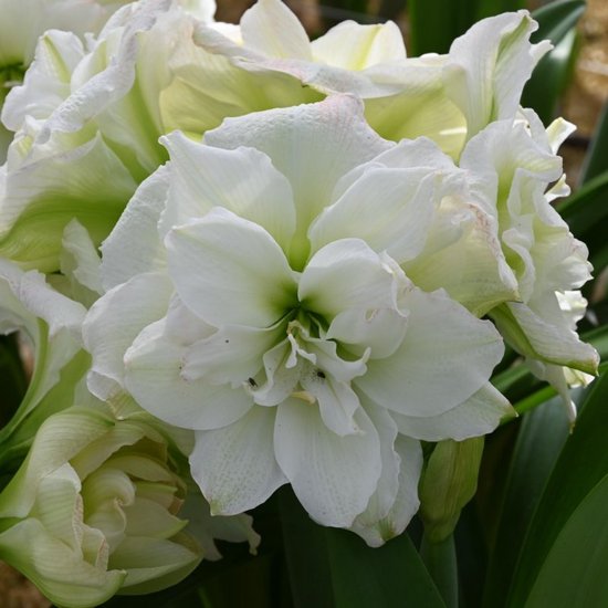 Amaryllis Red Passion bol, 1 bol in groot formaat 26/30, Exclusieve Amaryllis Red Passion bol, 1 bol in groot formaat 26/30, Exclusieve