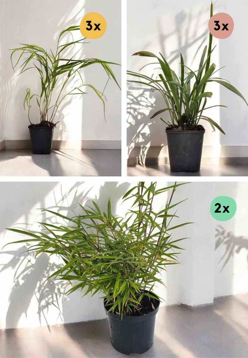 Oersterke Planten (Siertuin) Starterset