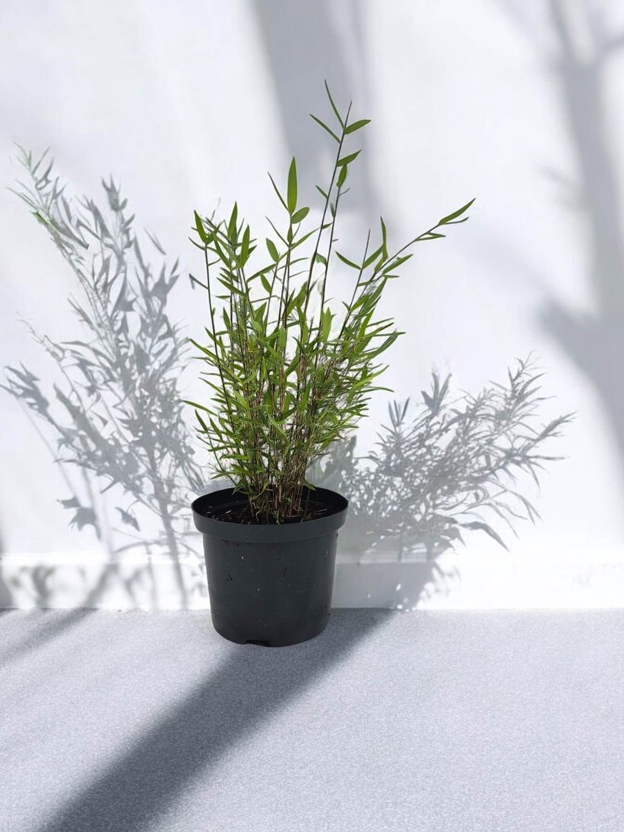 Fargesia jiuzhaigou Limited - Set van 6 - Niet woekerend - Winterhard - Groenblijvend - Tuinplanten - 30+ cm in 2.5 Liter pot (18 cm diameter) - Rode bamboe planten