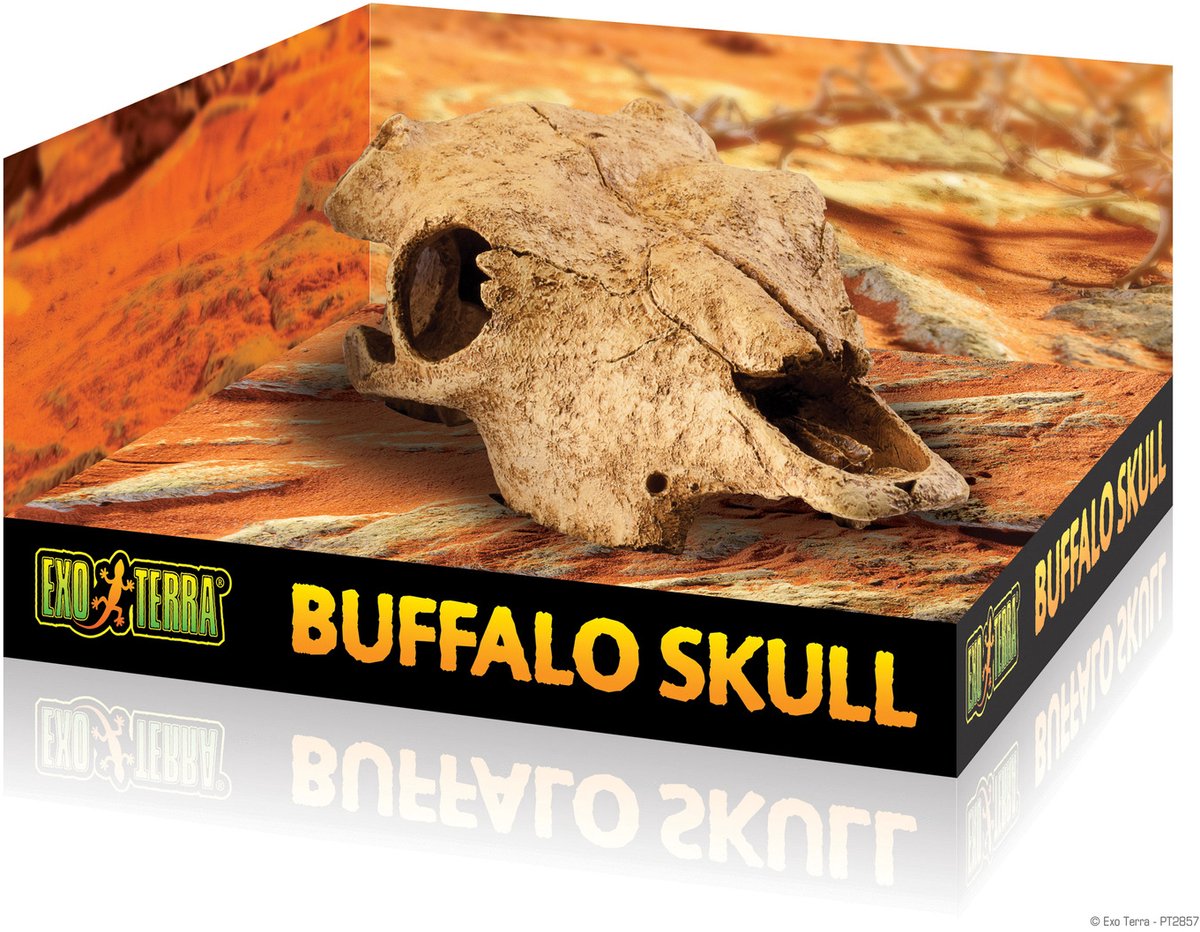 Buffalo Skull