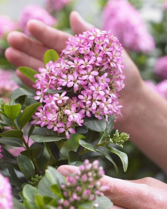 Escallonia l. Pink Elle (=Lades) - Set van 2 - Escallonia - Pot 3 liter - Roze Bloem -...