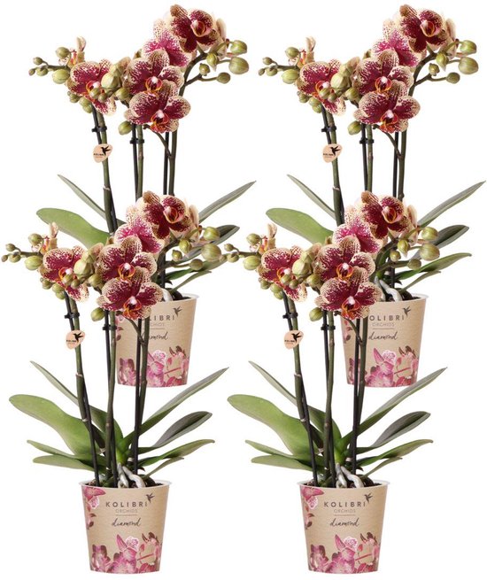 Phalaenopsis Orchideeën Bladeren Kunstmatige Echte... - Vicedeal