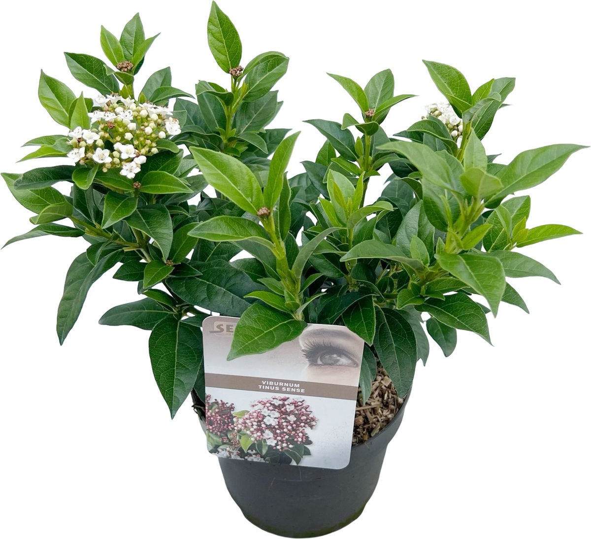 Sneeuwbal Viburnum Tinus, Wintergroen, Lang bloeiende struik