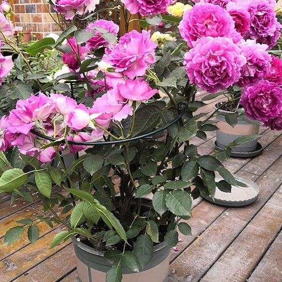 10 stuks plantensteunen voor de tuin, metalen halfronde plantenhouder