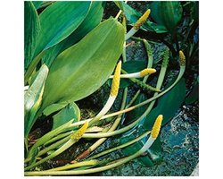 Moerings Orontium Aquaticum | Goudknots | In 18CM Mand Kant en Klaar