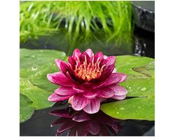 Moerings Nymphaea Perry Almost Black | Waterlelie | In 11CM pot
