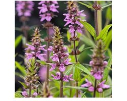 Moerings Stachys Palustris | Moerasandoorn | In 9CM pot