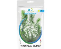 Aquafleur Ceratophyllum demersum | Ongedoornd Hoornblad | In Zak Waterplant