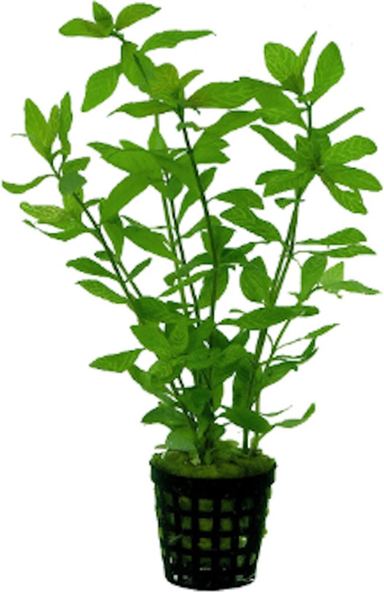 Aquafleur Hygrophila Rosae Australis in 5 cm pot P5 Pot