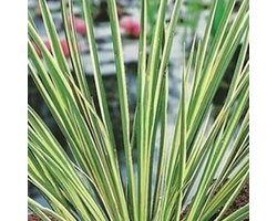 Moerings Acorus Calamus Gramineus | Mini bonte kalmoes | In 9CM pot