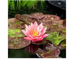 Moerings Nymphaea Wanvisa | Waterlelie | In 3L Mand