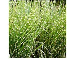 Moerings Miscanthus Zebrinus | Zebrariet | In 9CM pot