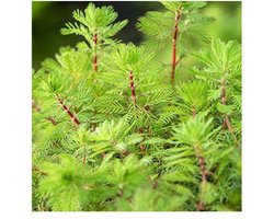 Moerings Zuurstofplanten | In 25CM Pot