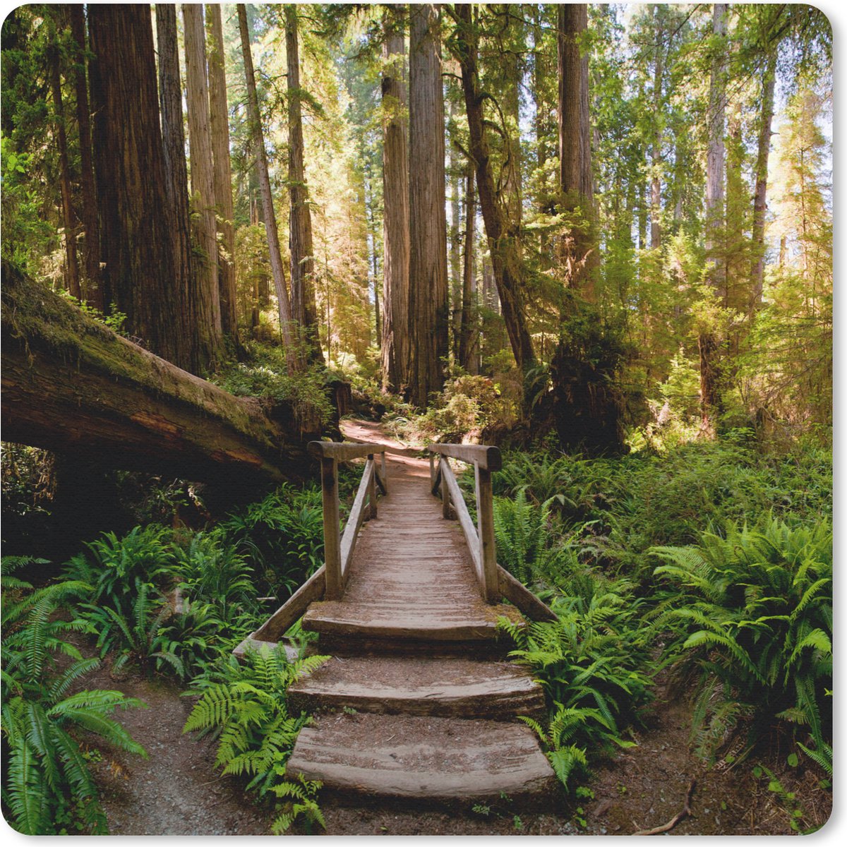 Muismat 20x20 cm - Mousepad Jungle - Natuur - Trap - Bomen - Muismatten