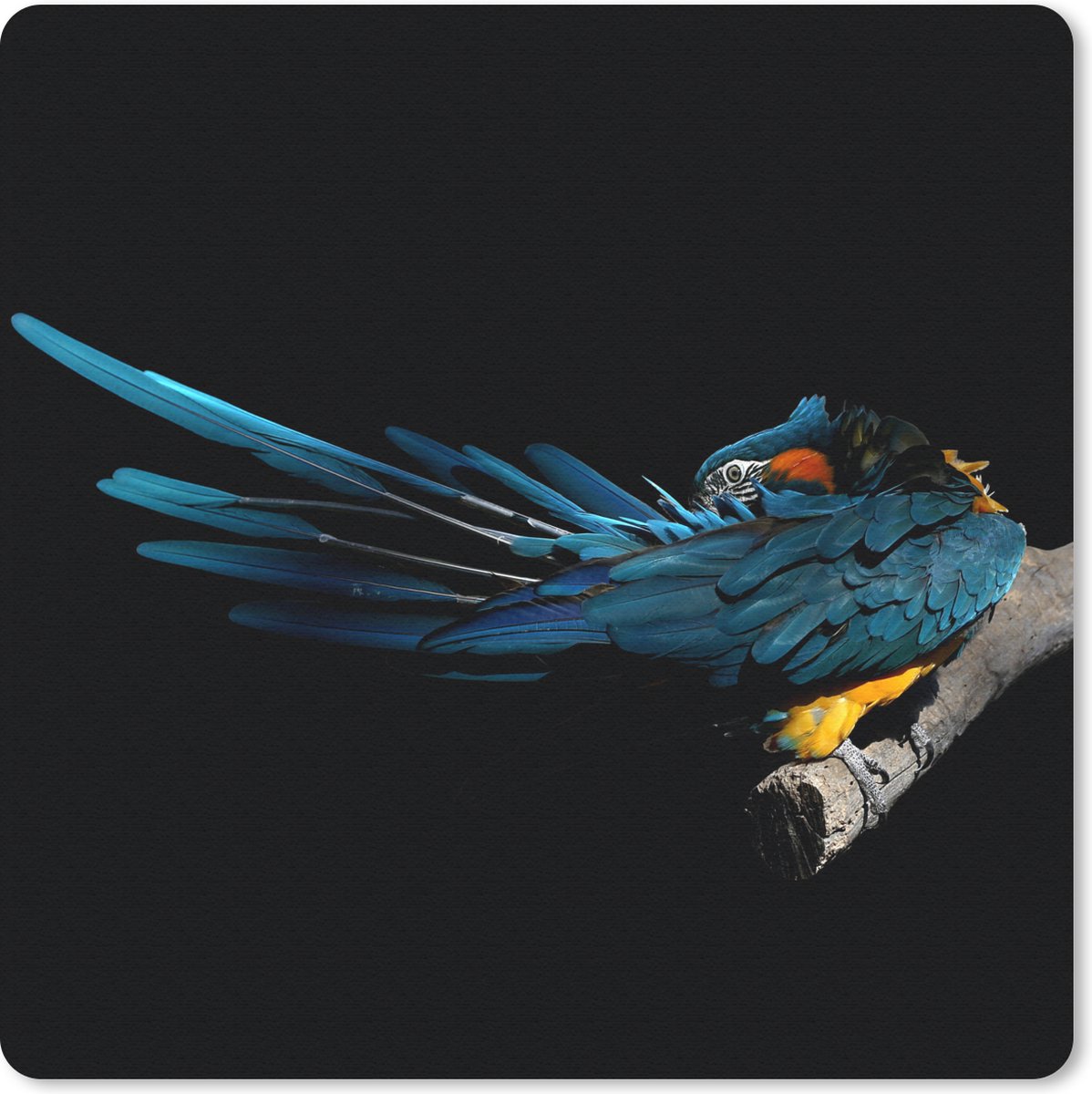 Muismat 30x30 cm - Mousepad Vogel - Veren - Tak - Zwart - Muismatten