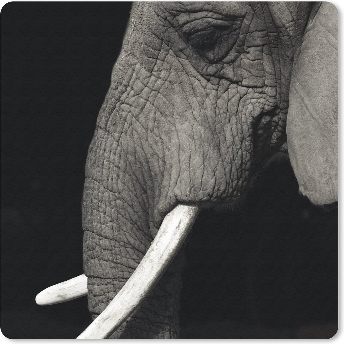 Muismat 20x20 cm - Mousepad Olifant - Dier - Slagtand - Muismatten