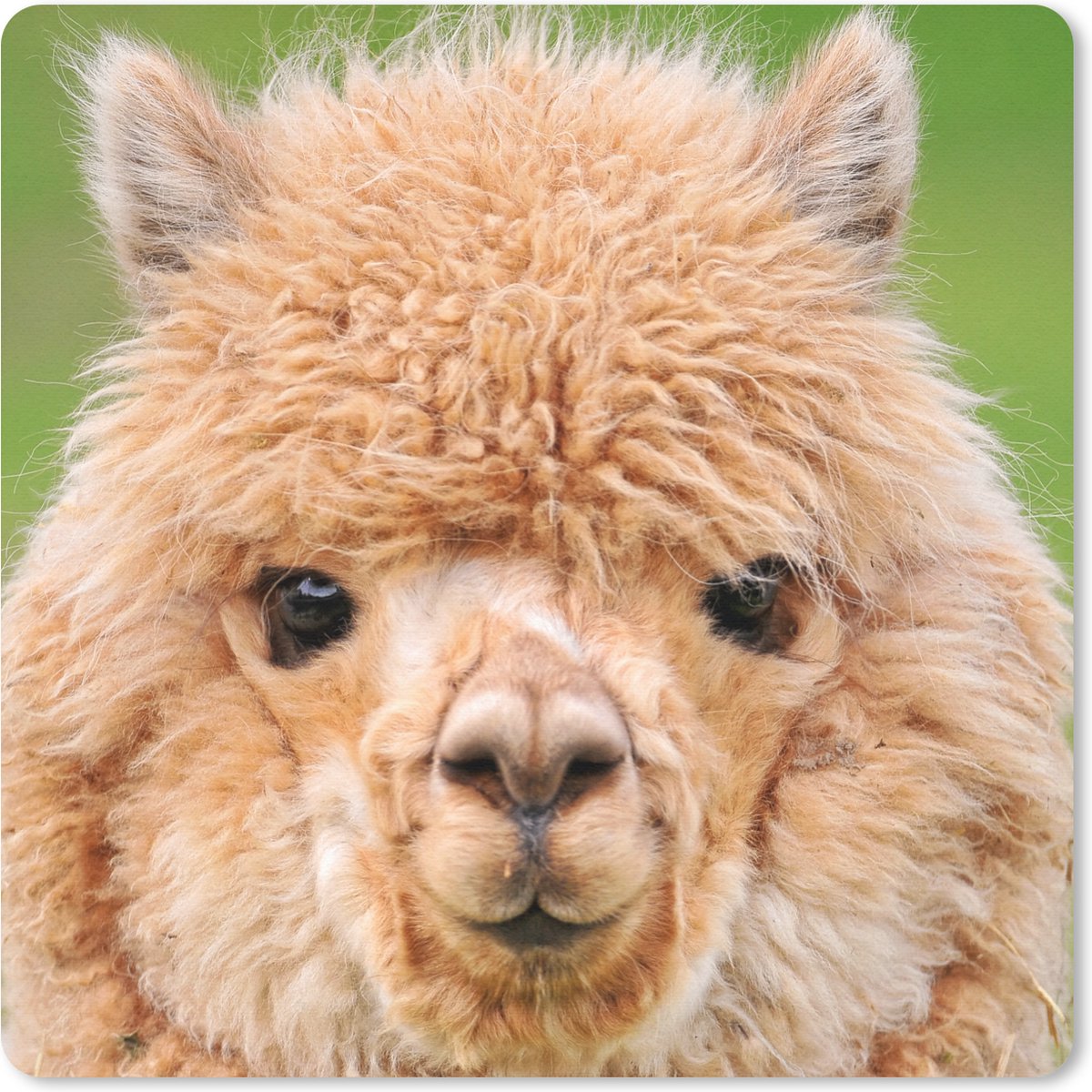Muismat 20x20 cm - Mousepad Alpaca - Wol - Bruin - Muismatten