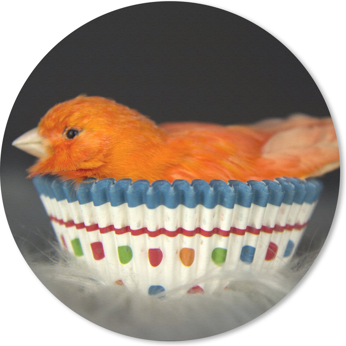 Muismat rond 40x40 cm - Mousepad Vogel - Cupcake vormpjes - Portret - Ronde muismatten