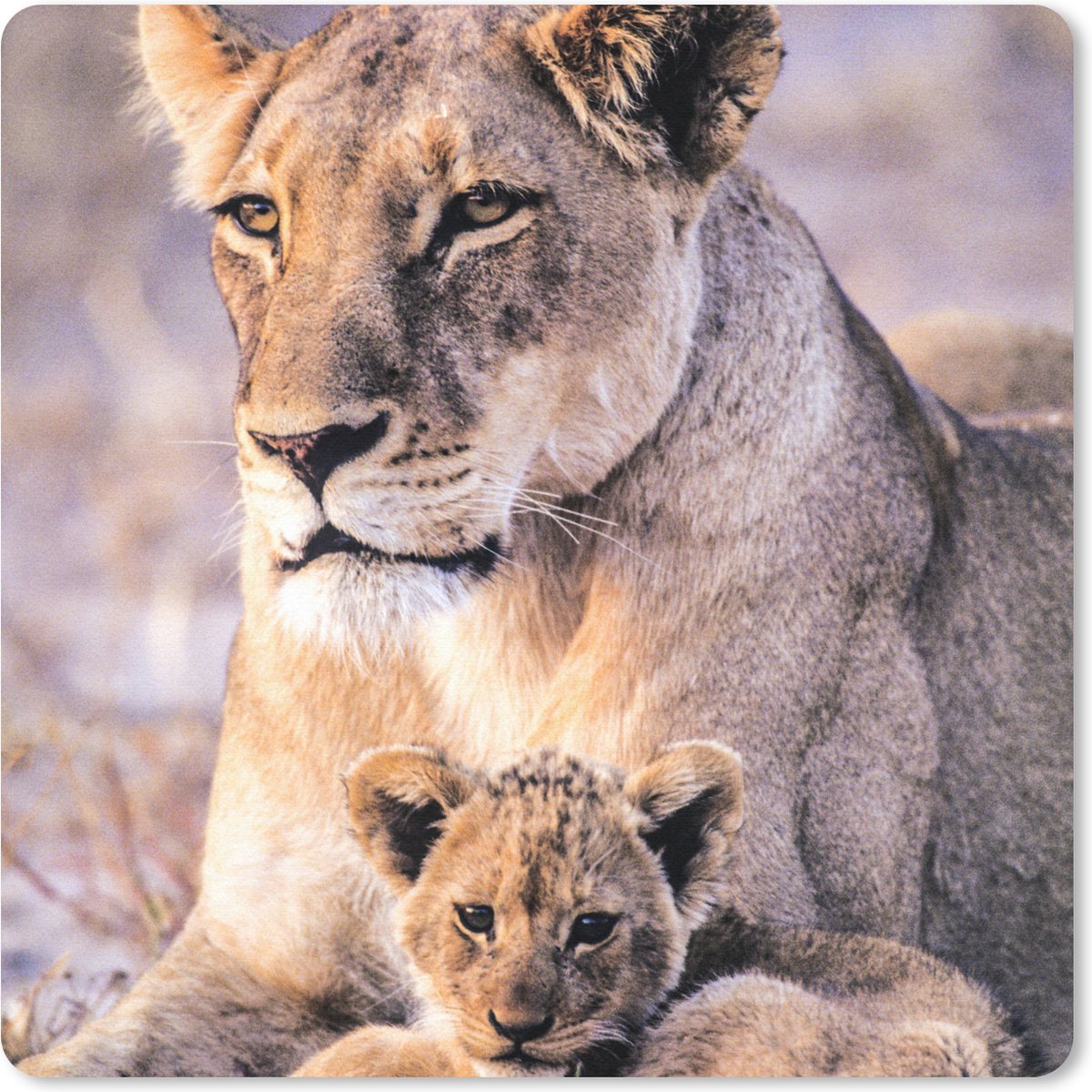 Muismat 30x30 cm - Mousepad Leeuwin - Leeuw - Welp - Muismatten
