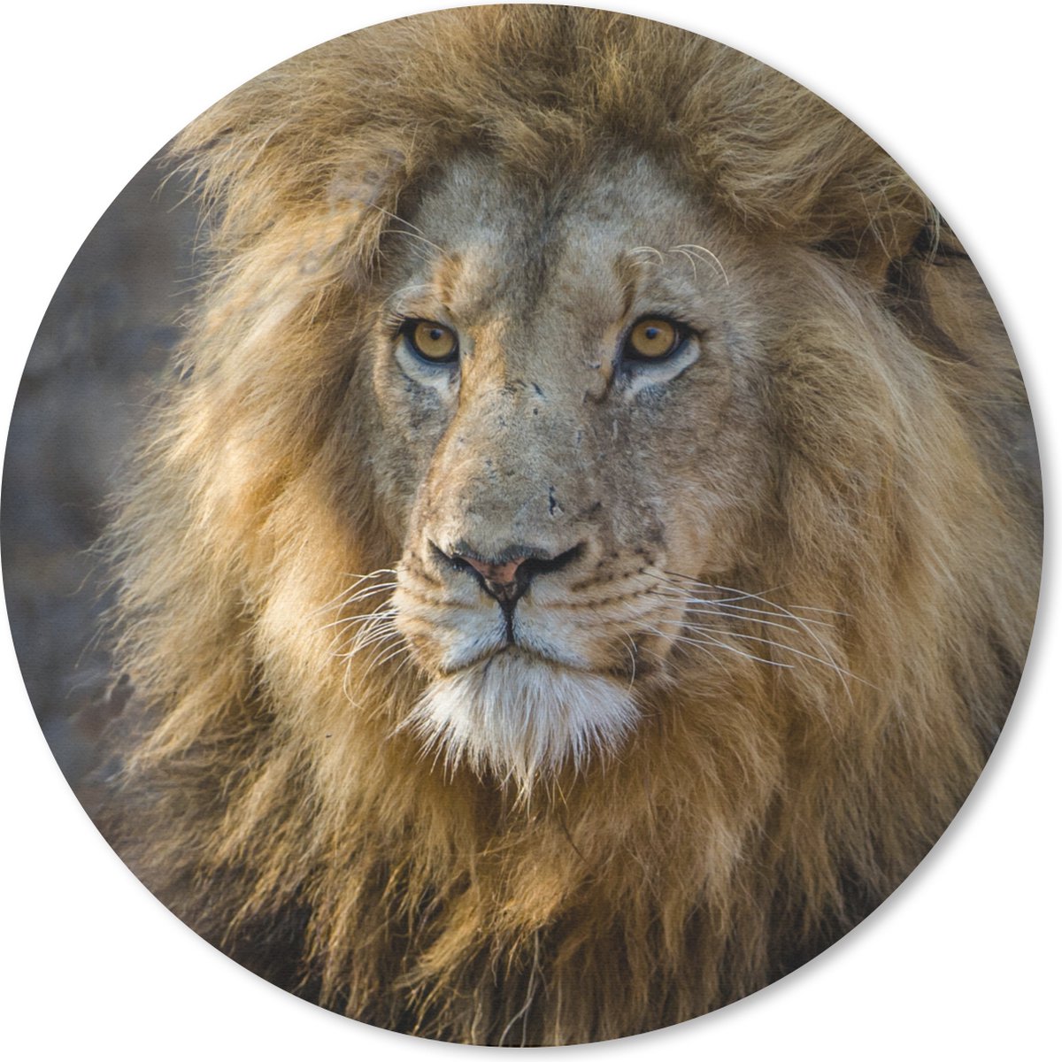 Muismat rond 50x50 cm - Mousepad Leeuw - Portret - Wild - Ronde muismatten