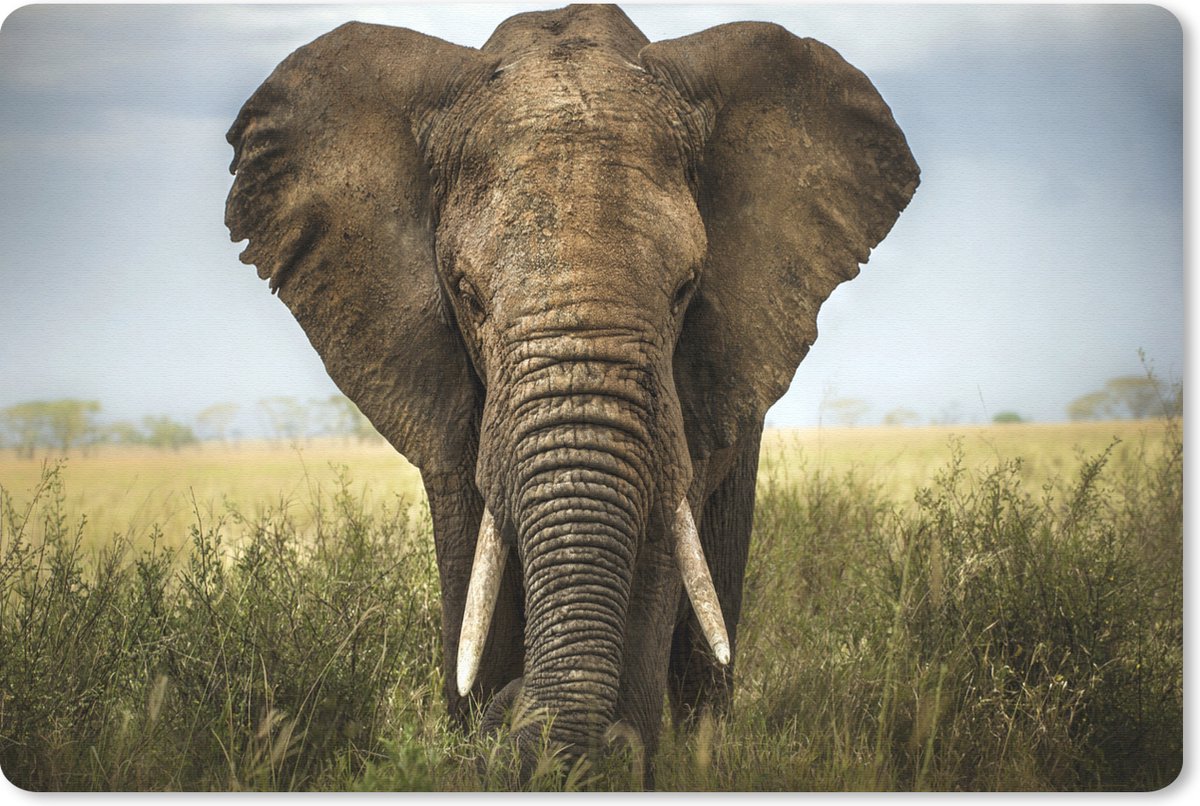 Muismat 27x18 cm - Mousepad Olifant - Natuur - Gras - Dieren - Landschap - Muismatten