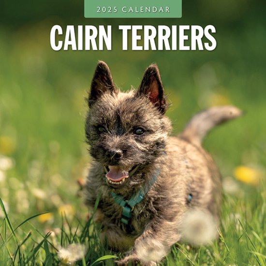 Foto: Cairn terrier kalender 2025