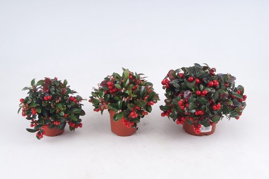 8 diervriendelijke niet giftige kamerplanten 8 10 stuks Gaultheria Procumbens - Rood - Potmaat 10 cm - Bergthee Planten - Buitenplanten
