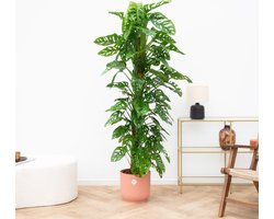 Monstera Monkey Leaf - 160cm