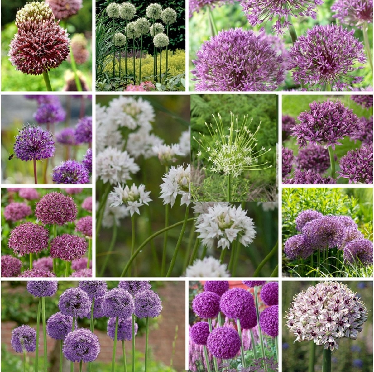 Bulbs4you - Allium Surprise Mix - 75 stuks - sieruien - alliums - alliumbollen