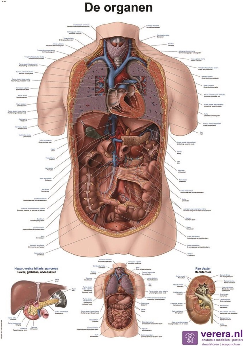 Anatomie poster organen (Nederlands/Latijn, 50x70 cm)
