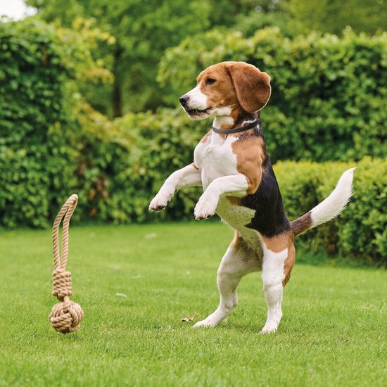 Beaphar Canishield Anti Vlooien en Tekenband Hond S - M - 48 cm