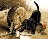 Artstudioclub®  Schilderen op nummer volwassenen 40*50cm  Twee puppies