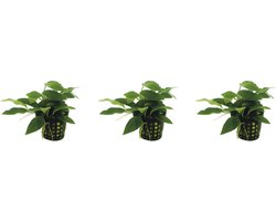 Levende aquariumplant - anubias nana bonzai 5 cm pot - per 3 stuks