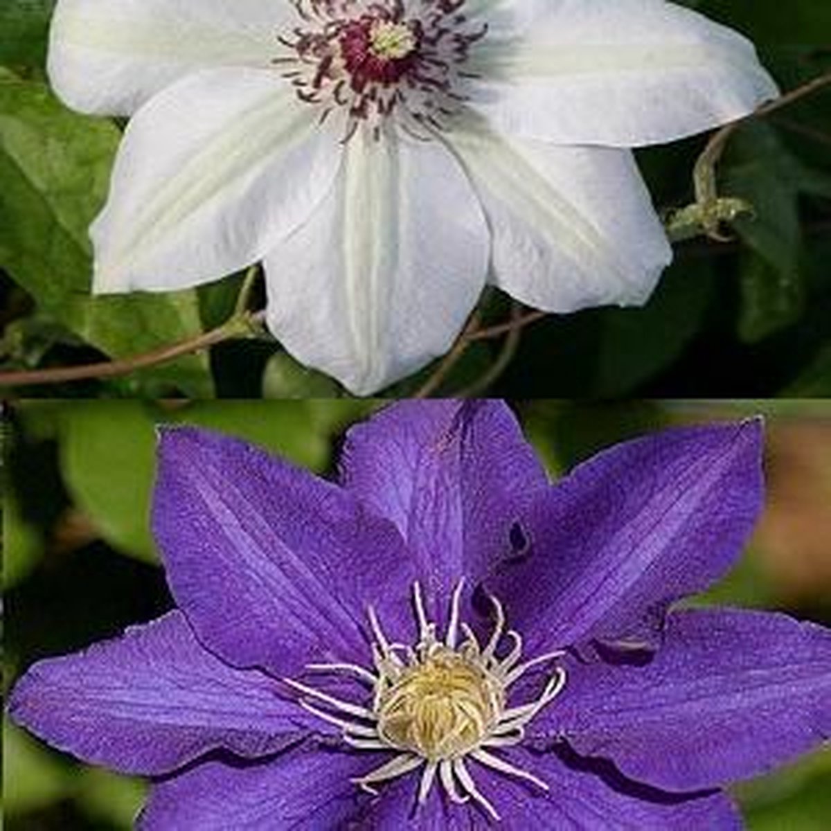 2 x Clematis klimplanten: Clematis The President & Clematis Miss Bateman - Wit en Blauw Bloeiend, Meerjarig en Winterhard | 2 x 1,5 liter pot