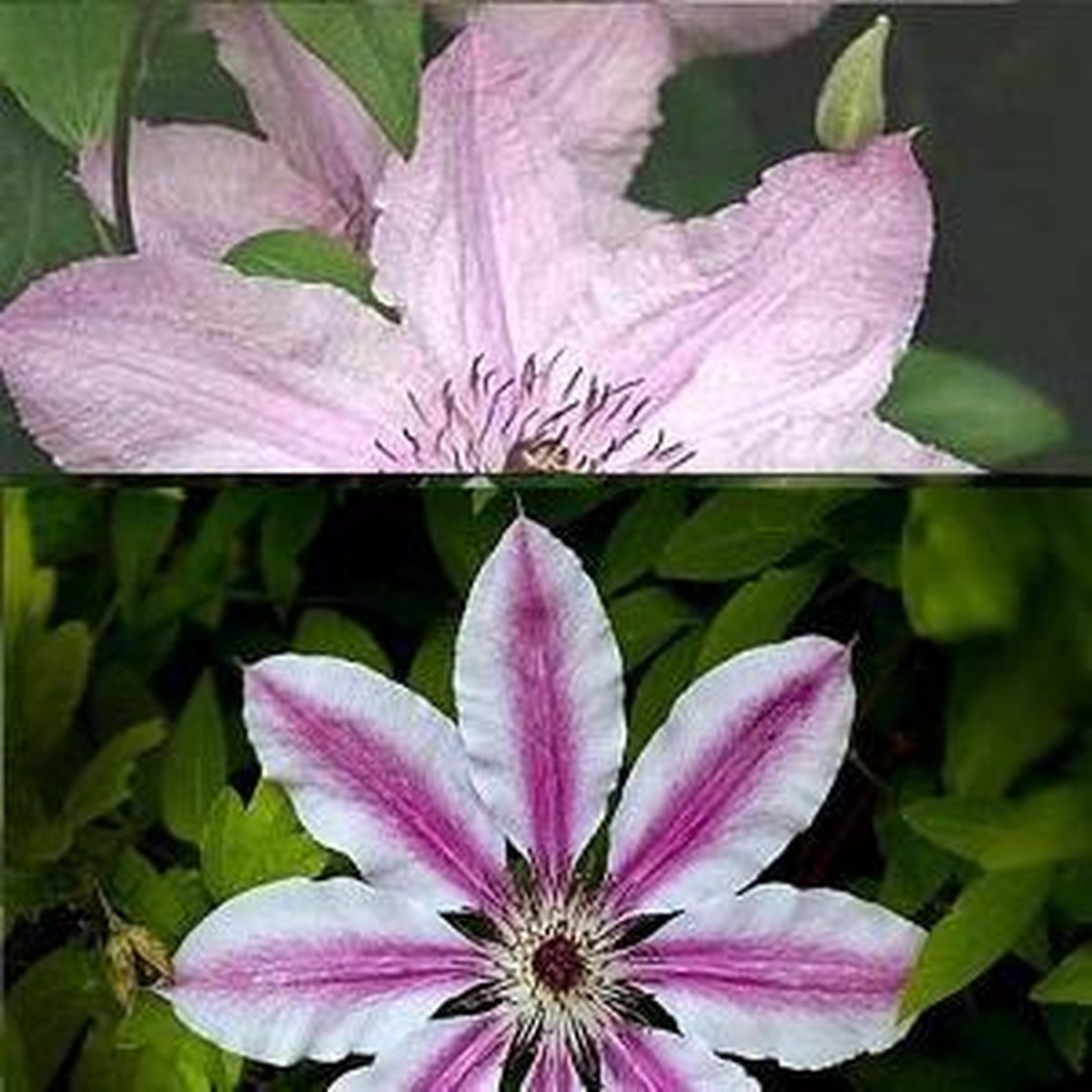 2 x Clematis Klimplanten: Set van Clematis Hagley Hybrid & Clematis Nelly Moser - Roze-Wit - Meerjarig en Winterhard | 2 x 1,5 liter pot