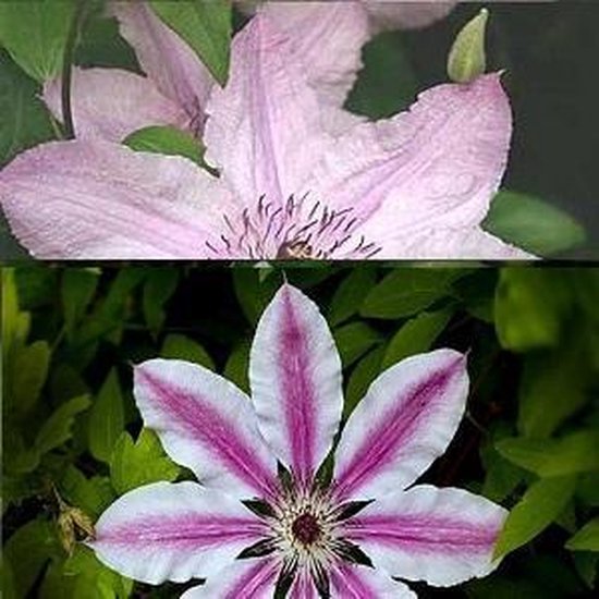 2-x-clematis-klimplanten-set-van-clematis-hagley-hybrid-clematis