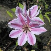 3 stuks - Klimplant - Clematis "Nelly Moser" - Rose - Hoogte 65cm - Doorsnede pot 15cm