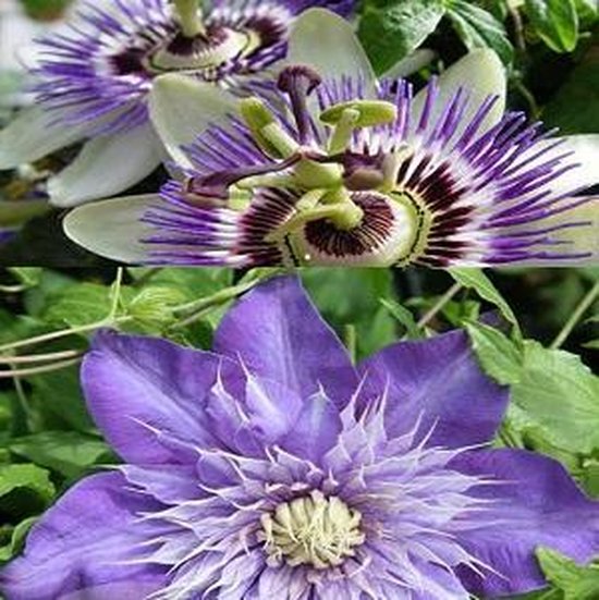 2 x Clématites - plantes grimpantes: Clematis Multi Blue + Passiflora  (fleur de la... | bol.com