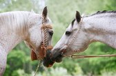 DP® Diamond Painting pakket volwassenen - Afbeelding: Twee witte paarden - 60 x 90 cm volledige bedekking, vierkante steentjes - 100% Nederlandse productie! - Cat.: Dieren - Paarden